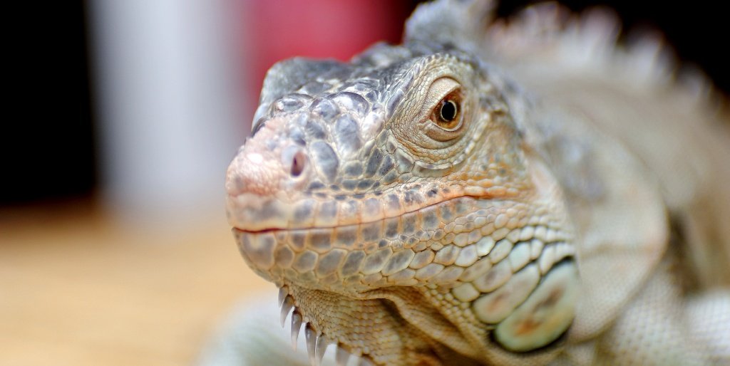 Kuala Lumpur - Lizard